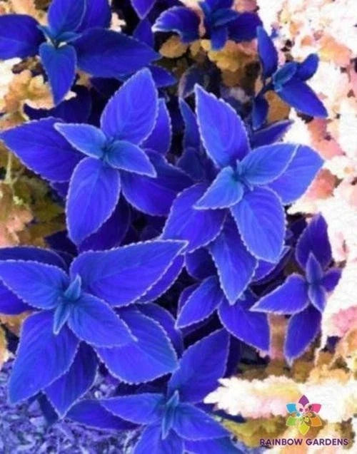 Navy Blue Coleus Seeds - Pack of 25+ for Garden Planting - Solenostemon scutellarioides