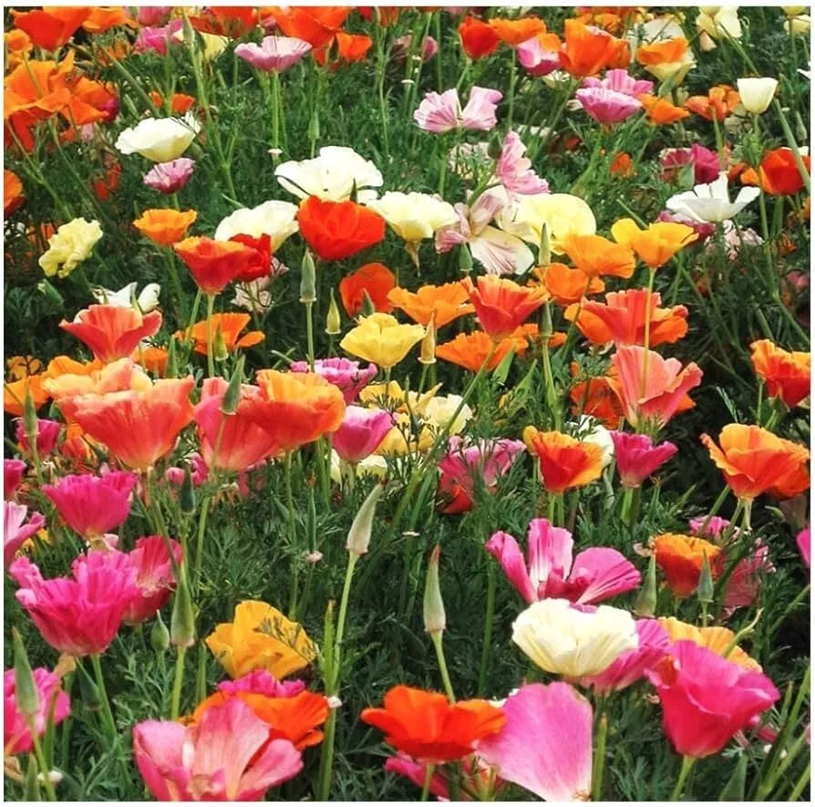 California Poppy Seeds - 250+ Eschscholzia californica Flower Seeds for Borders, Meadows & Containers, Drought-Tolerant, USA Grown