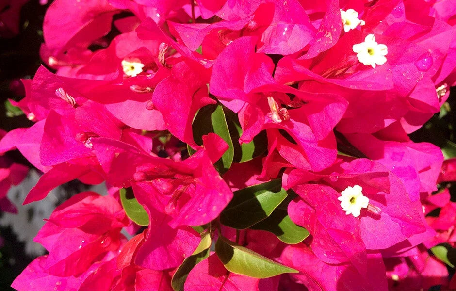 Bougainvillea Starter Plant VERA LYNN Variety Live Plug for Gardens, Landscaping & Containers Bougainvillea glabra
