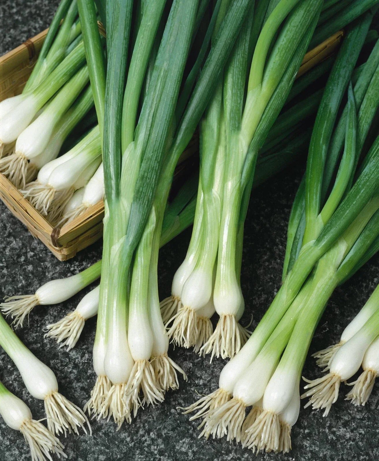 White Lisbon Onion Seeds - 250+ Non-GMO Heirloom Scallion/Bunching Onion Seeds - Allium Fistulosum for Home Gardening