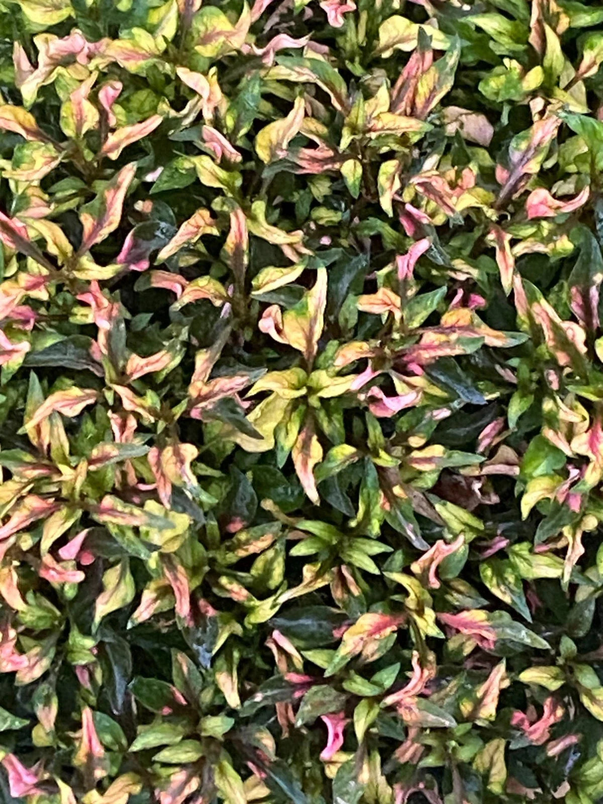 Alternanthera Ruby Slippers Rooted Plant 3" Pot, Vibrant Ruby-Red Foliage, Compact Bushy, Alternanthera dentata