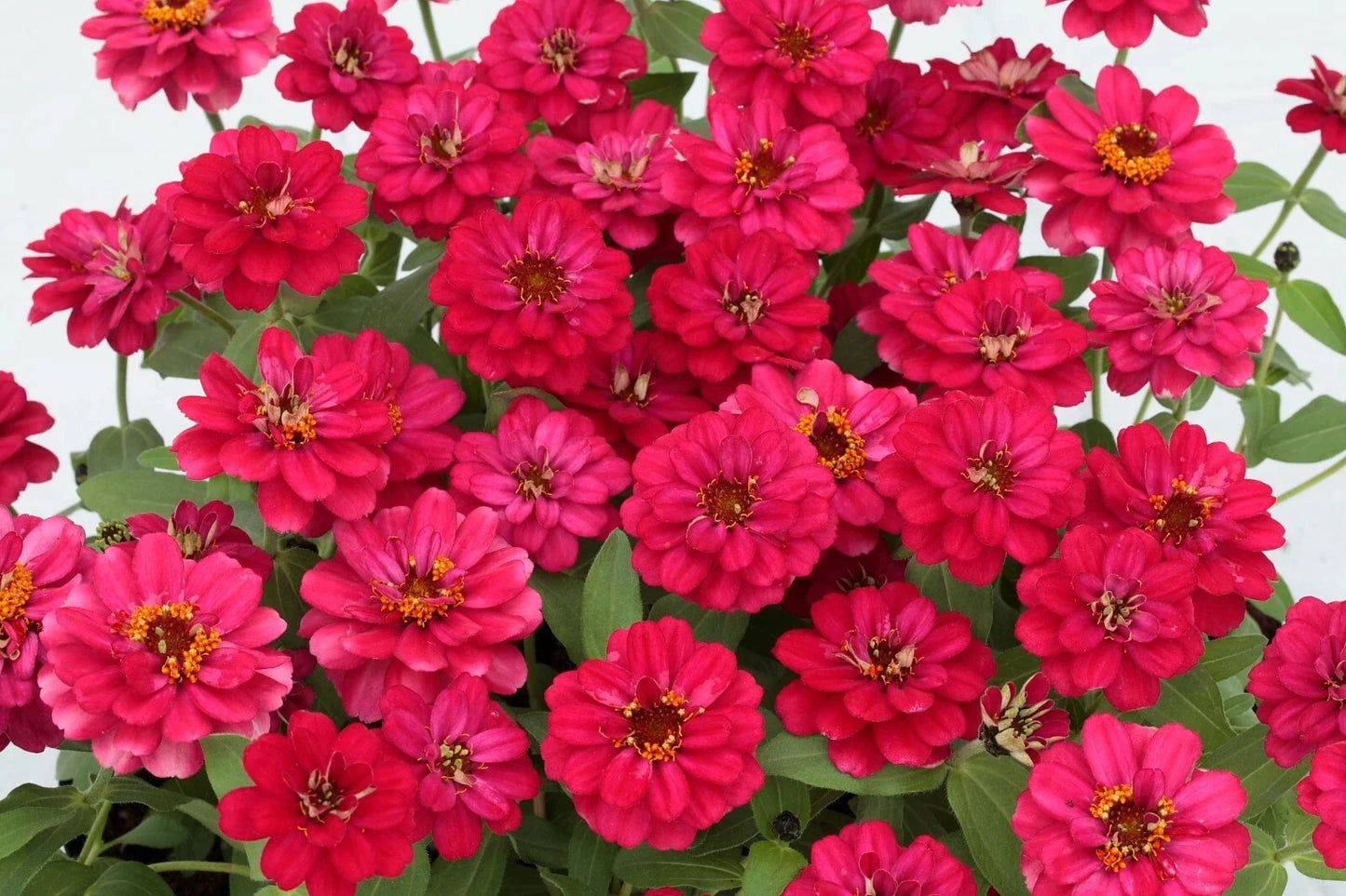 Profusion Double Hot Cherry Zinnia Seeds - 100+ Pack, Vibrant Red Blooms, Zinnia elegans, Butterfly Attracting, Easy to Grow