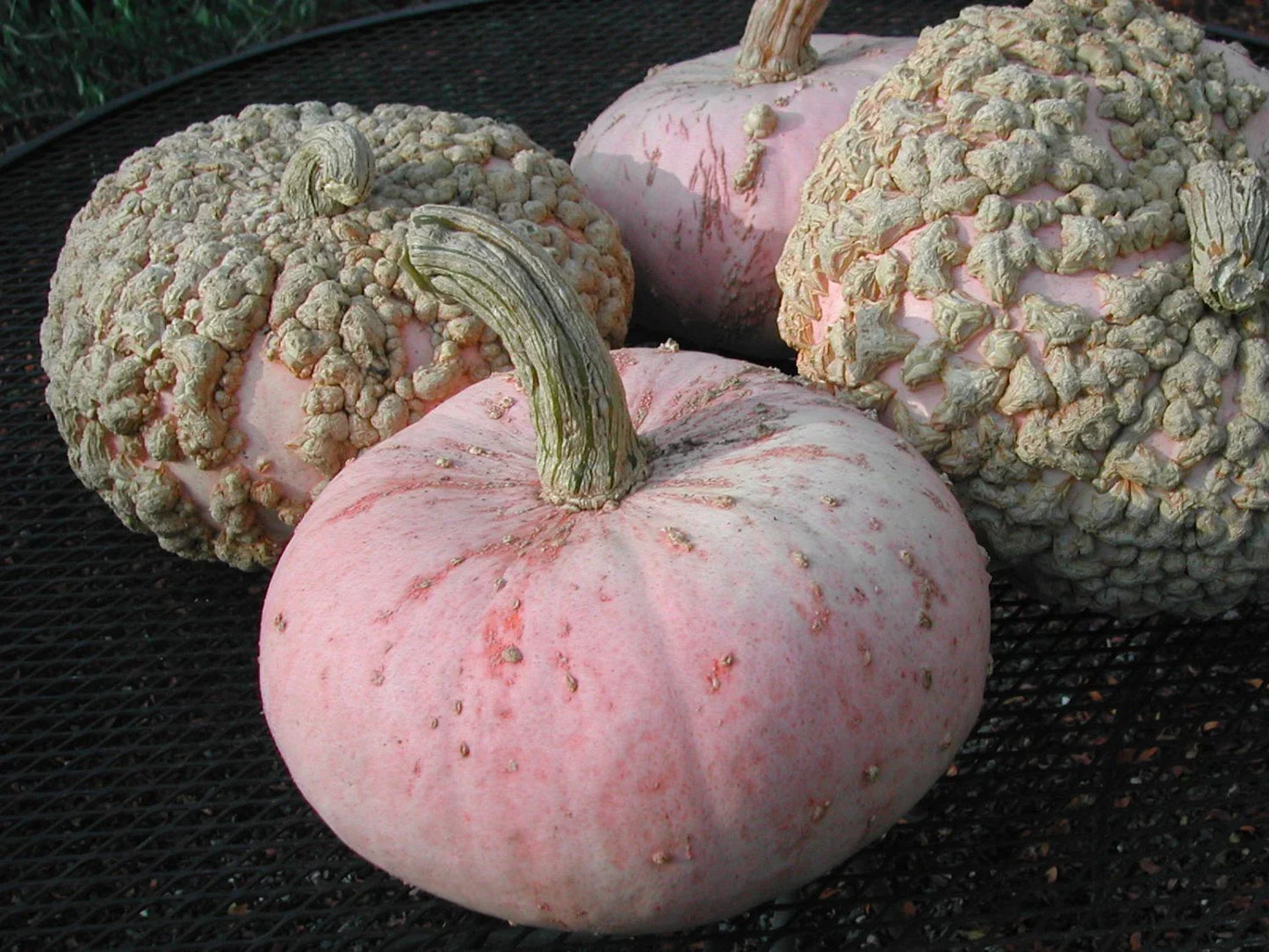 Pumpkin Seeds Galuex De Eysines Variety - Fresh Non-GMO Heirloom Seeds