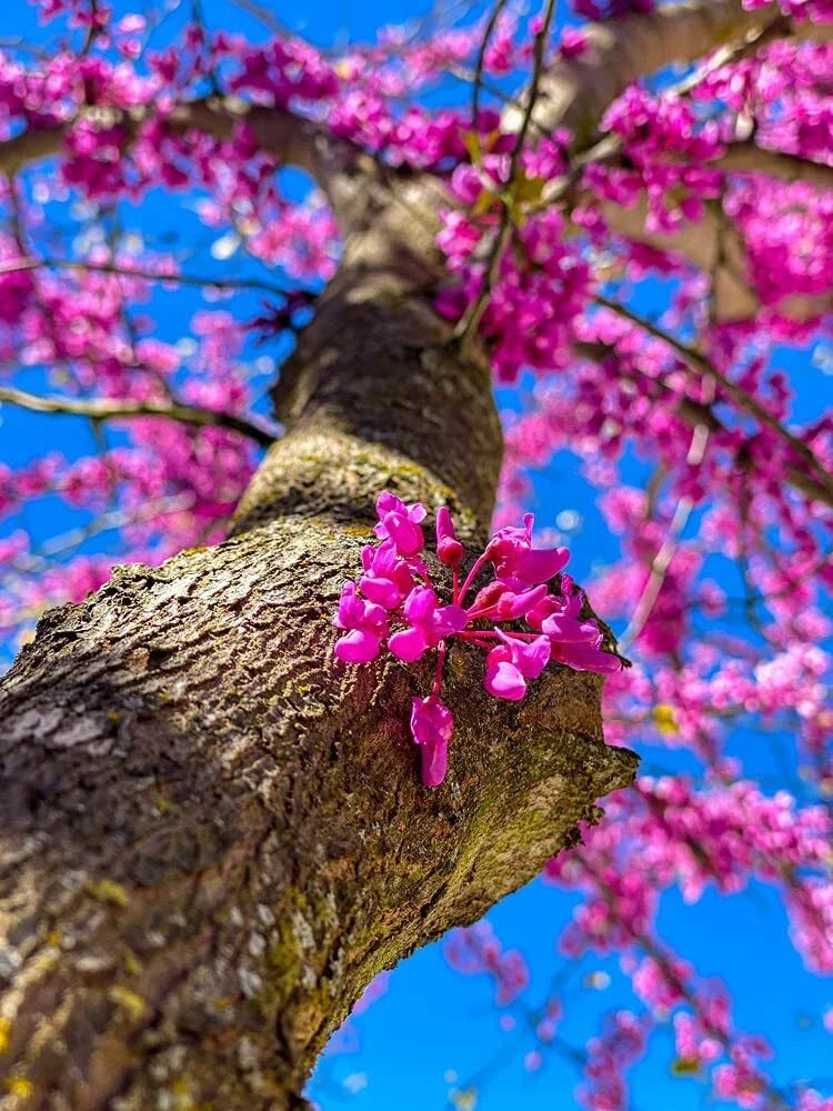 Chinese Redbud Tree Seeds - 40+ Cercis chinensis Exotic Flowering Tree for Garden, Landscape, Pollinators