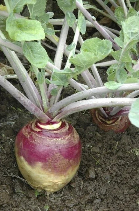 Rutabaga Seeds Bulk 168,000 American Purple Top Heirloom Brassica napus Root Vegetable for Gardening