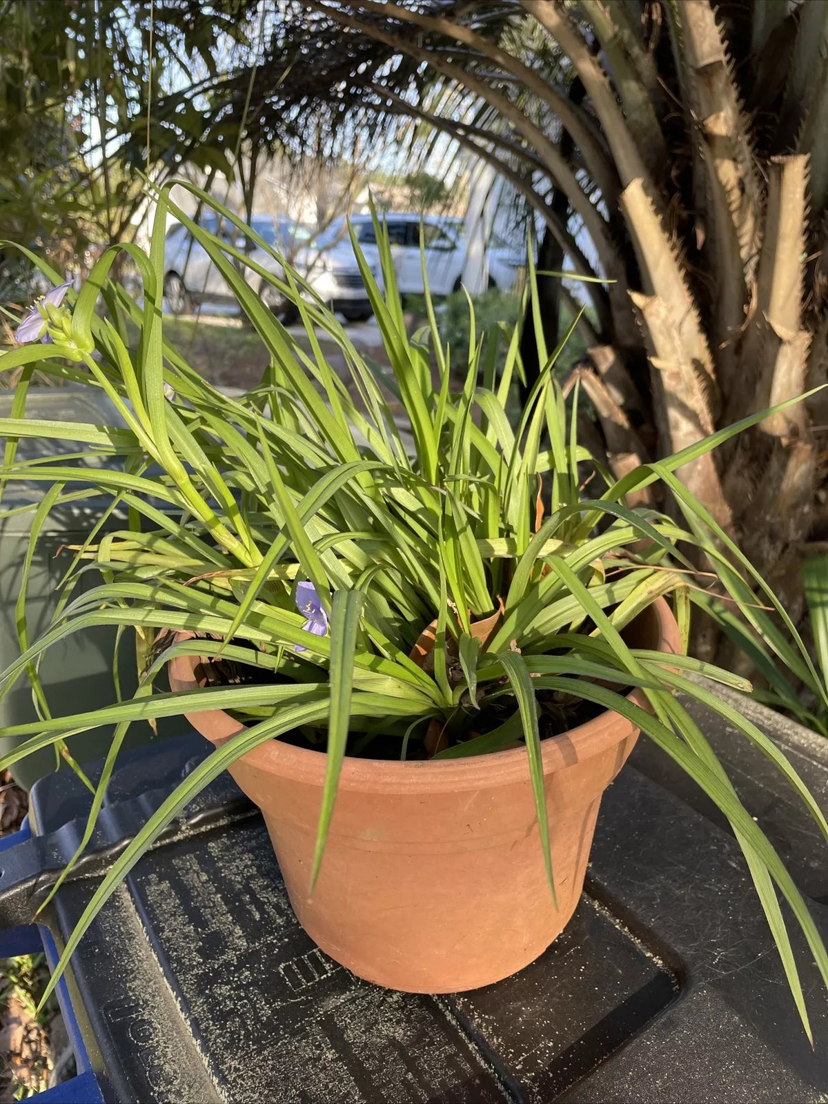 Live Spiderwort Perennial Day Lily 'Widows Tears Bluejacket' Bare Root Ground Cover Plant in 8" Pot