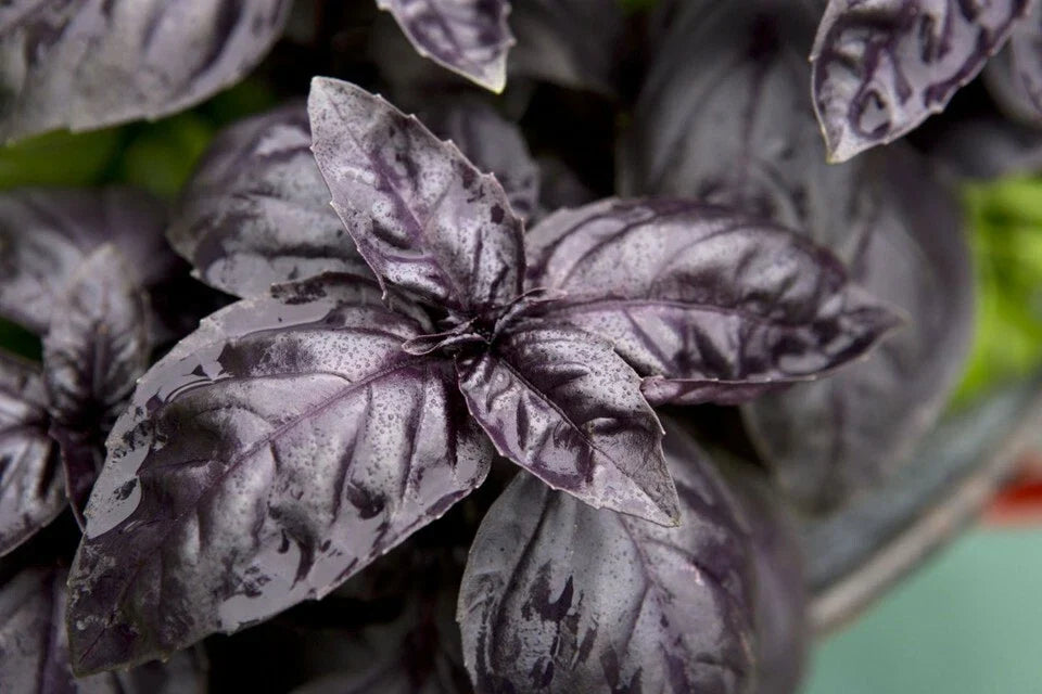 Dark Opal Basil Seeds - NON-GMO Purple Herb Seeds for Garden & Culinary Use - Ocimum basilicum