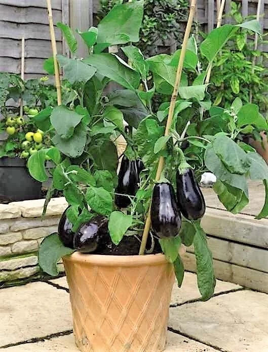 Black Beauty Eggplant Seeds - Heirloom Organic Non-GMO Pack of 100+ Solanum melongena