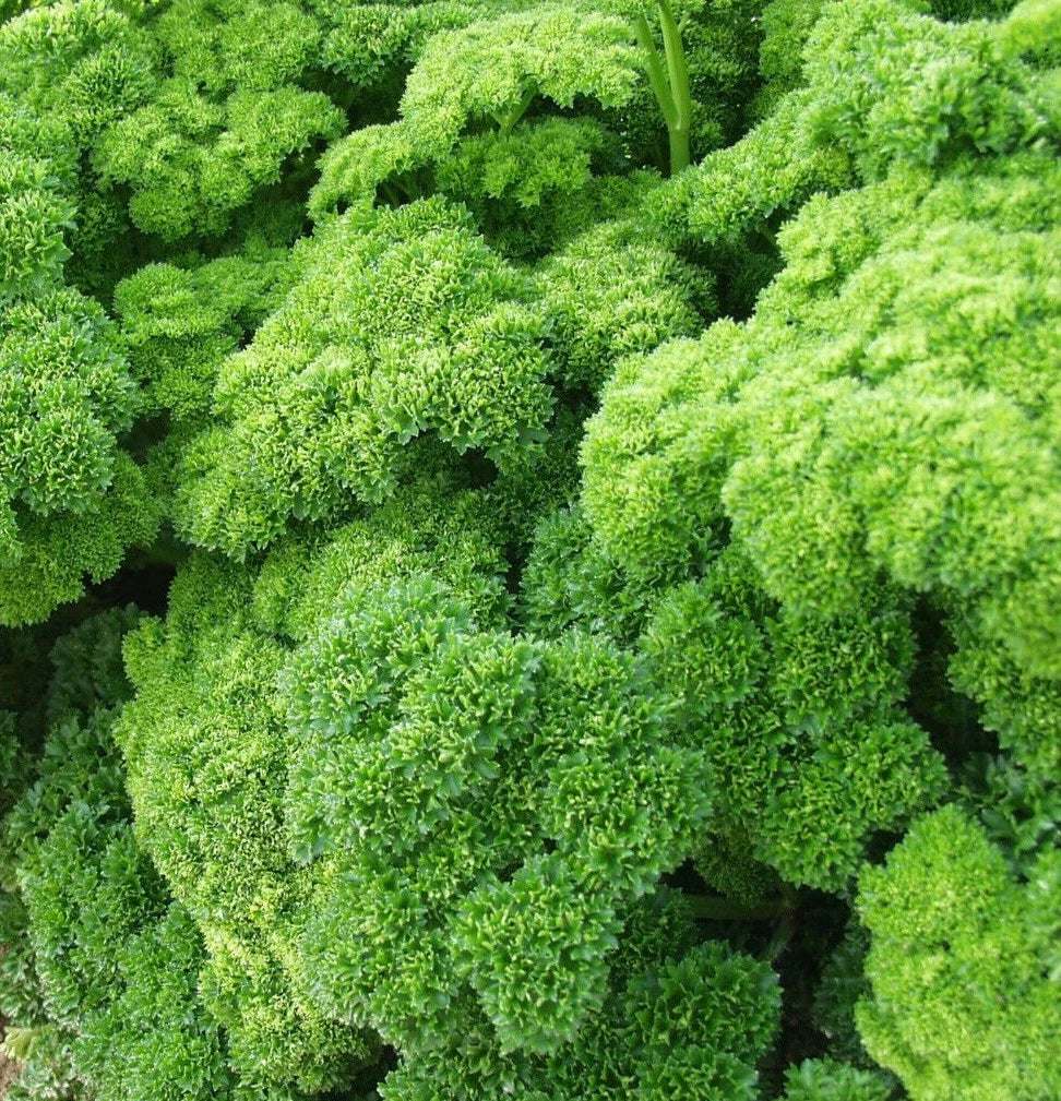 Curly Leaf Parsley Seeds | Triple Moss Curled Variety | Herb Garden Seeds for Planting | Petroselinum crispum