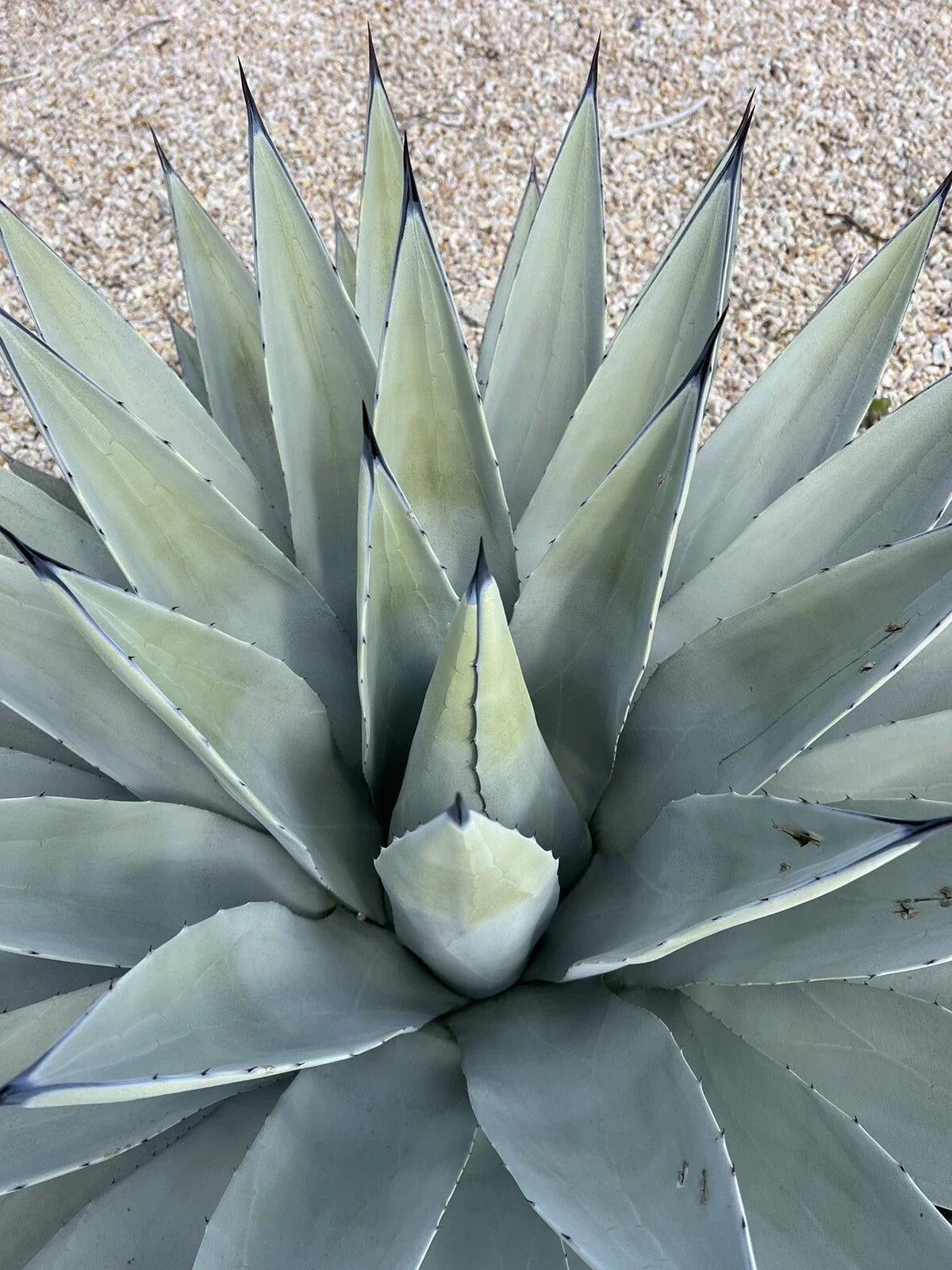 Agave Parryi Var. Couesii Succulent Plant in 6-Inch Pot, Drought-Tolerant, Rare Agave, Indoor or Outdoor Garden Plant
