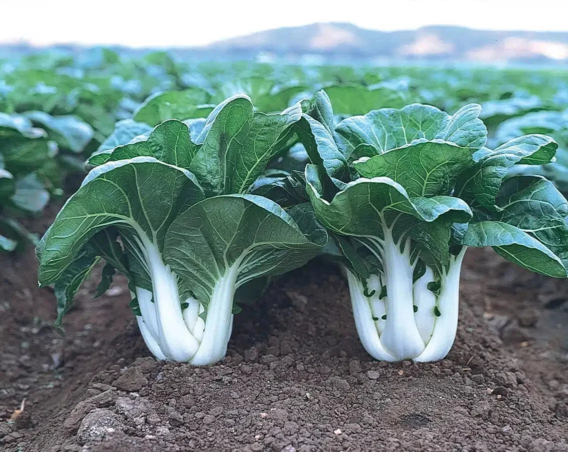 Canton Pak Choi Seeds - 4 Packets of 200 - Chinese Cabbage Bok Choy Brassica rapa subsp. chinensis for Home Garden & Urban Farming