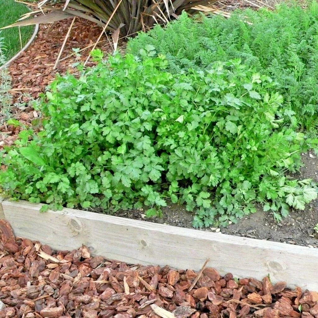 Cilantro Seeds 60+ Count for Herb Garden, Coriander Seeds for Salsa, Tex-Mex, Container Gardening, Coriandrum sativum