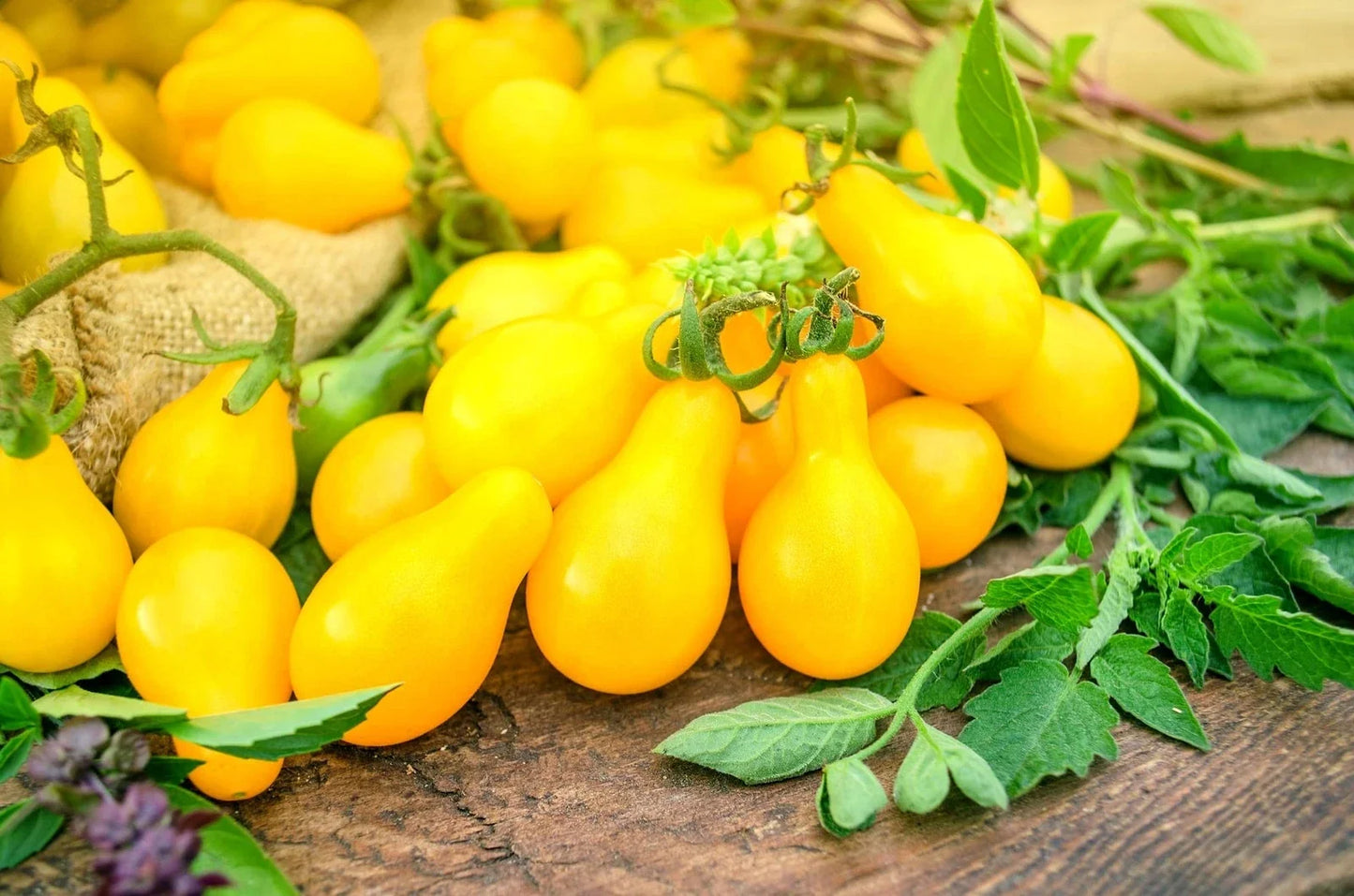 Yellow Pear Tomato Seeds - High Yield Solanum lycopersicum for Salads & Garnishes, Pear-Shaped, Full Sun, Indeterminate