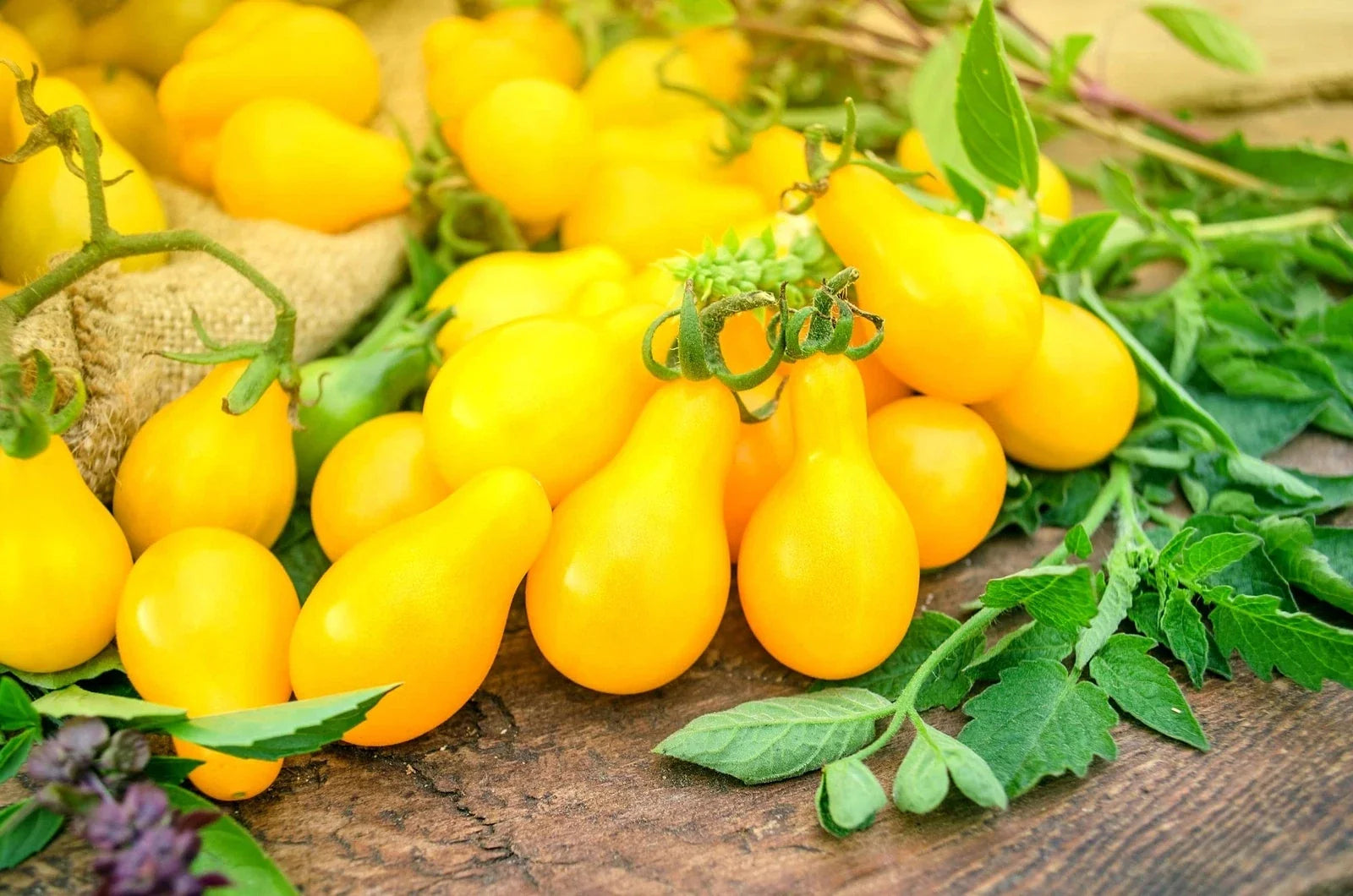 Yellow Pear Tomato Seeds - High Yield Solanum lycopersicum for Salads & Garnishes, Pear-Shaped, Full Sun, Indeterminate