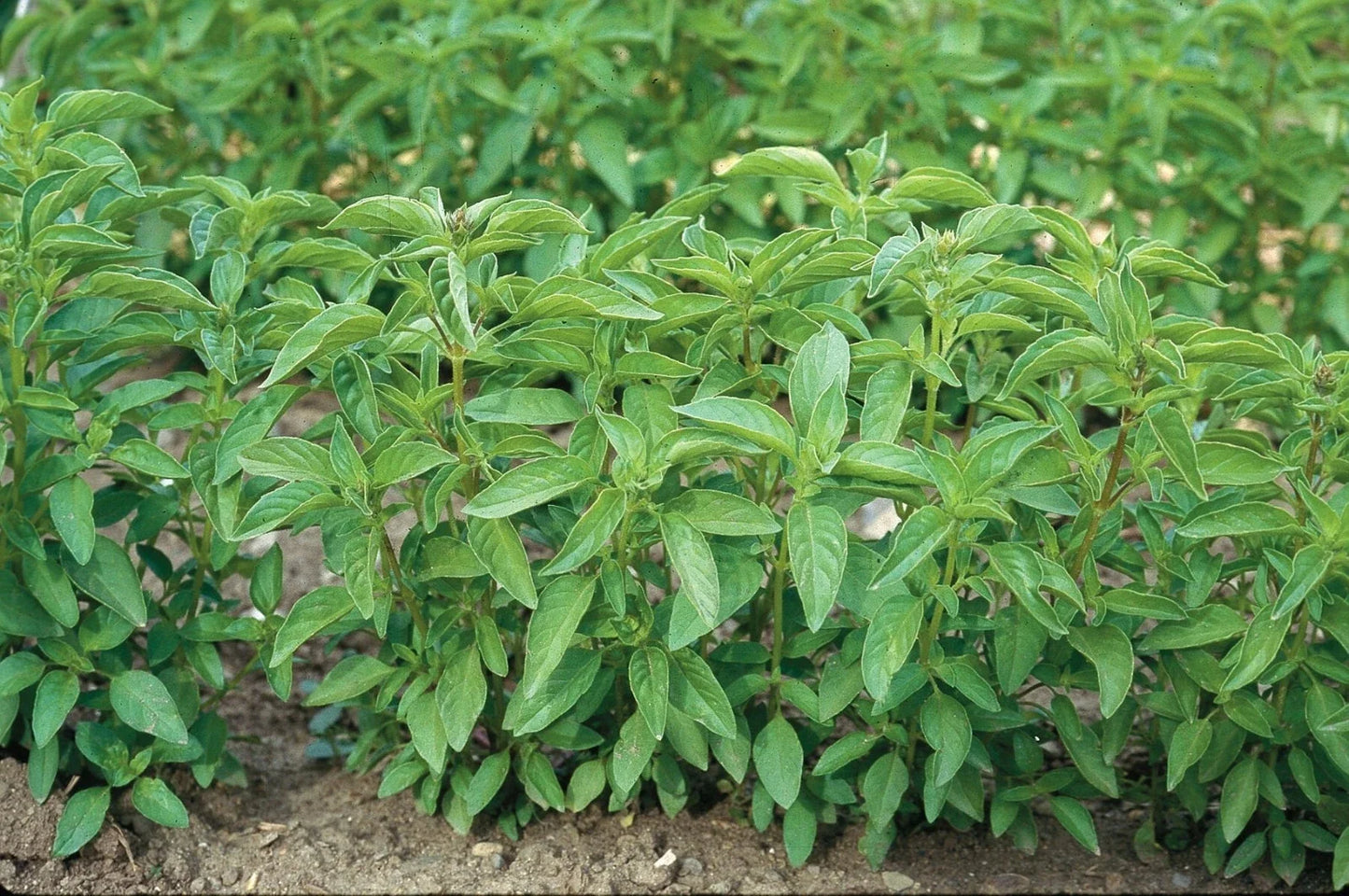 Lime Basil Seeds - 100-1000 Count Hairy Variety with Citrus Oil Content - Ocimum basilicum var. citriodorum