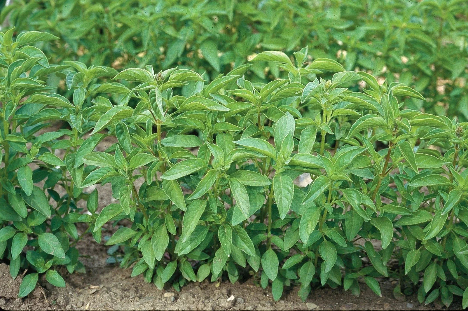 Lime Basil Seeds - 100-1000 Count Hairy Variety with Citrus Oil Content - Ocimum basilicum var. citriodorum