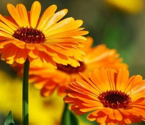 Calendula Seeds 25 Pack, Pot Marigold, Medicinal Herb, Calendula Officinalis, Bright Orange and Yellow Flowers