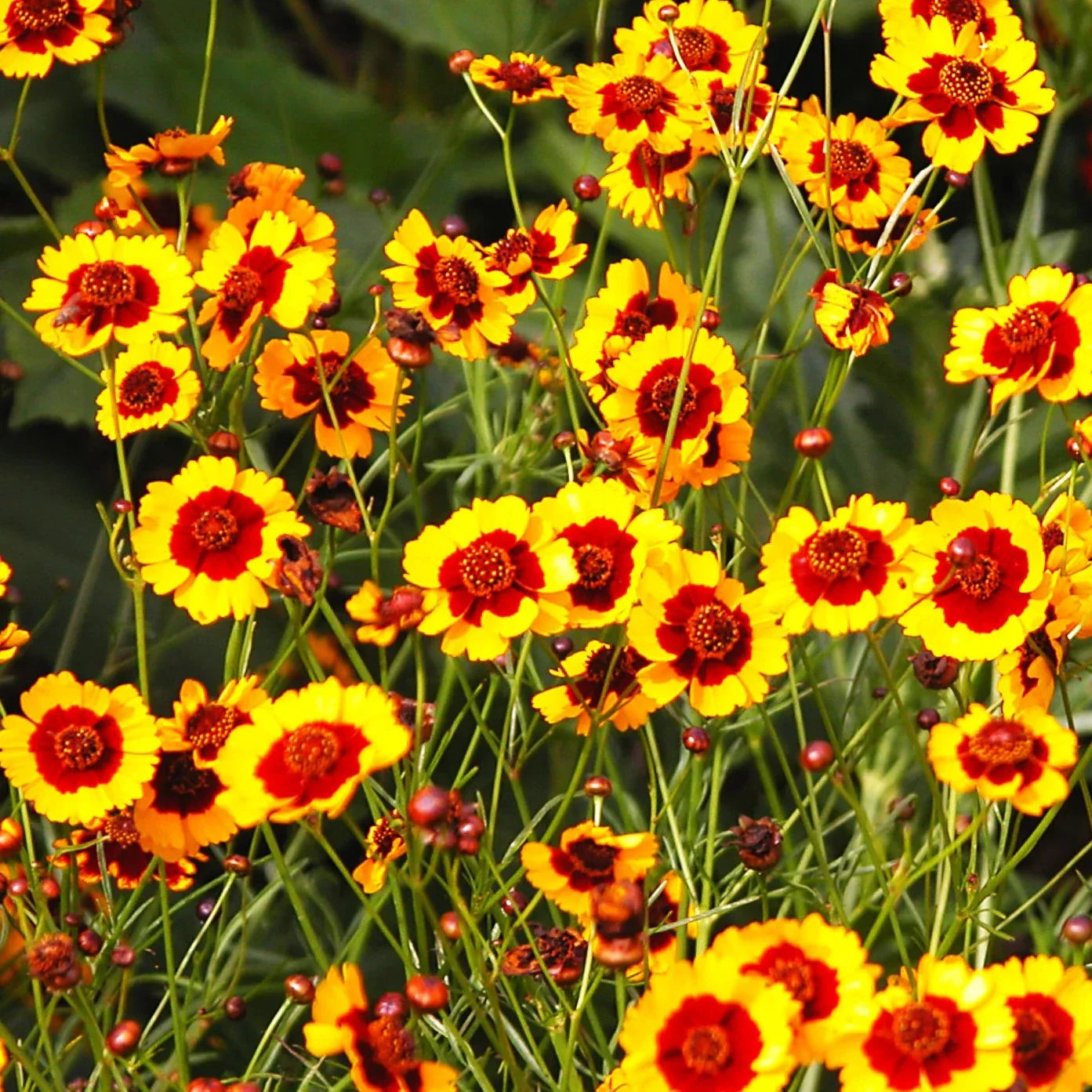 Plains Coreopsis Seeds - Calliopsis Tinctoria - Wildflower, Drought-Tolerant, Bee & Butterfly Attracting, 2025 Planting