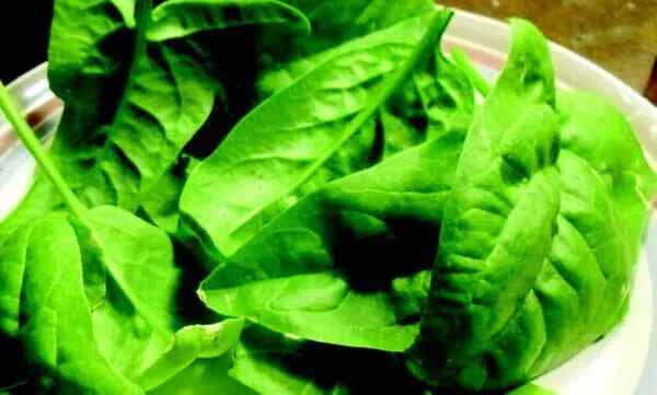 Olympia Spinach Seeds - Non-GMO Spinacia oleracea for Home Gardening