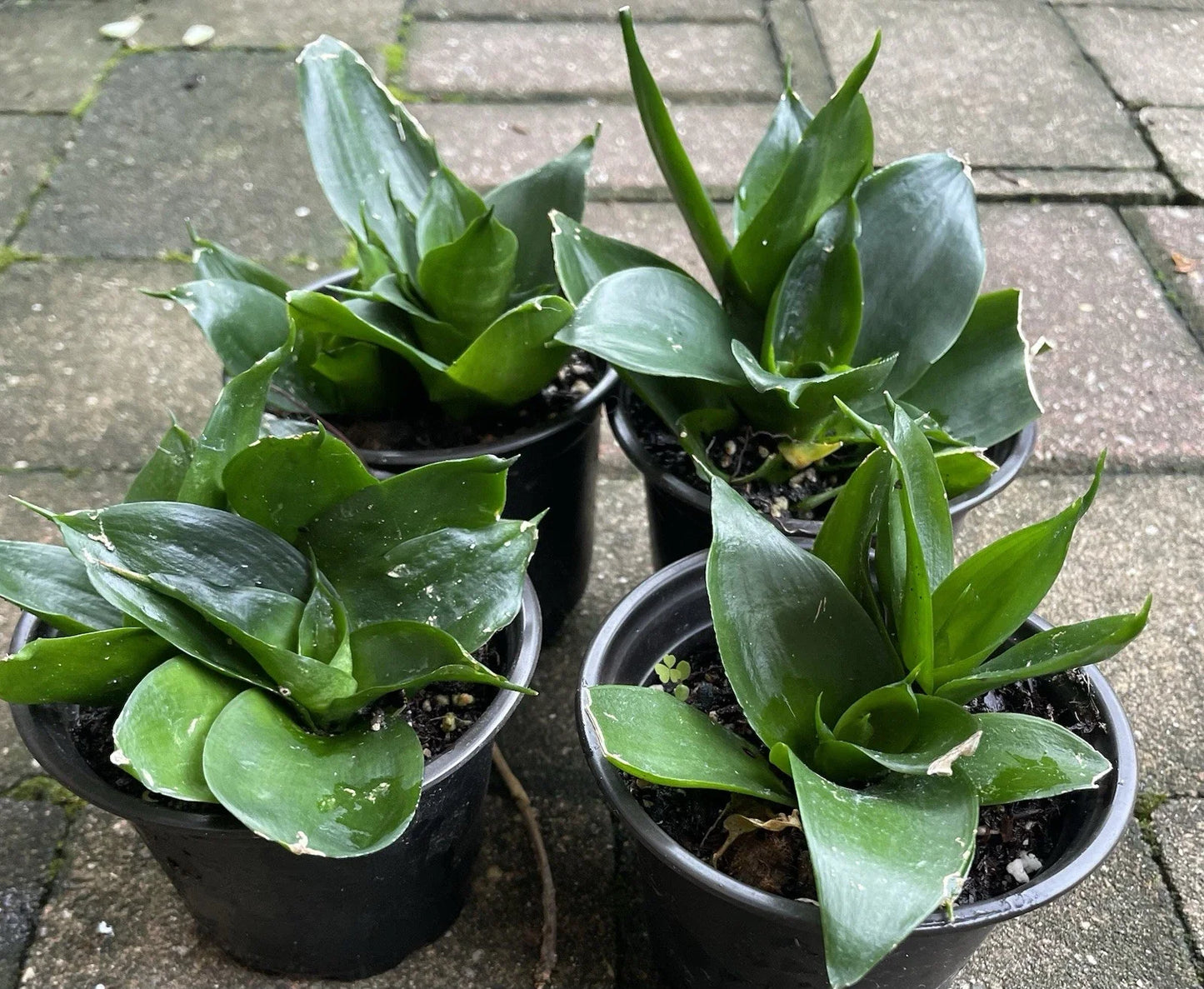 Sansevieria Hahnii Black Jade Snake Plant Starter in 4" Pot | Indoor Air Purifying Houseplant | Low Light Succulent