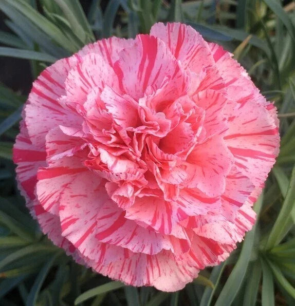 Bob's Highlight Carnation Seeds - 100 Perennial Dianthus Flowers for Garden, Borders & Cut Flowers