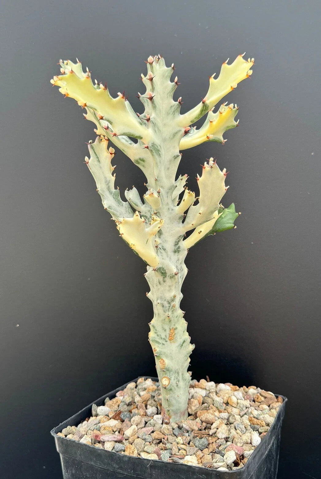 Euphorbia Lactea Variegated White Ghost Succulent Plant - 11" Rooted Houseplant in 4-Inch Pot