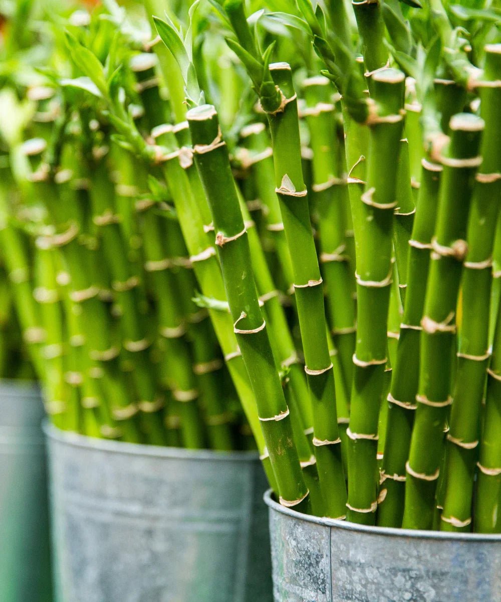 Lucky Bamboo Plant 16" Stalk - Well Rooted Dracaena sanderiana Live Indoor Plant