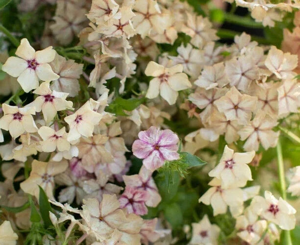 Phlox Seeds - 25 Cream Brulee Fragrant Flower Seeds - Phlox paniculata - Perennial for Borders, Containers, Garden Beds