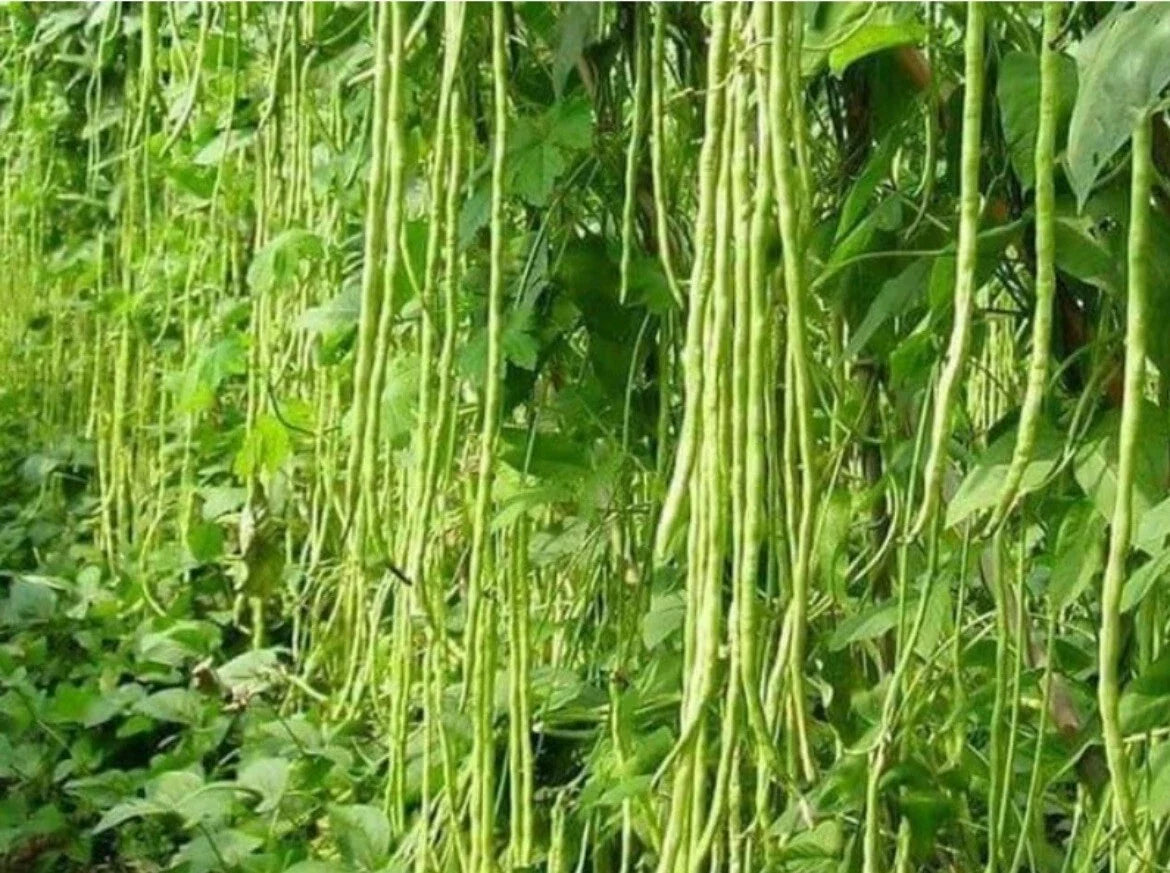 Green Yard Long Bean Seeds – Non-GMO Heirloom Asian String Beans (Sitaw) – Vigna unguiculata subsp. sesquipedalis, 50+ Seeds