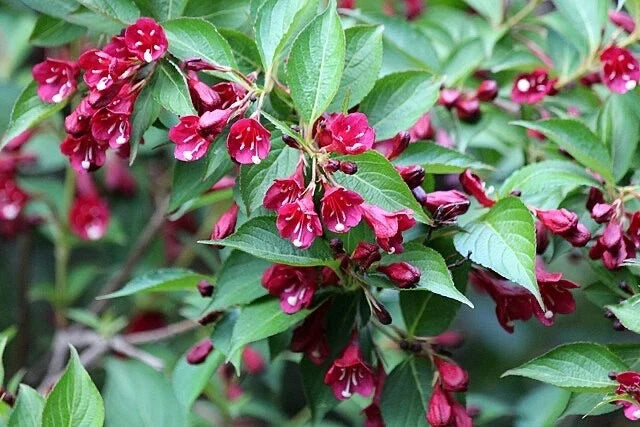 Weigela florida Bush Shrub Flower Seeds – Pink to White Blooms, Perennial, Garden Plant, Deciduous, Hardy Zones 4-8