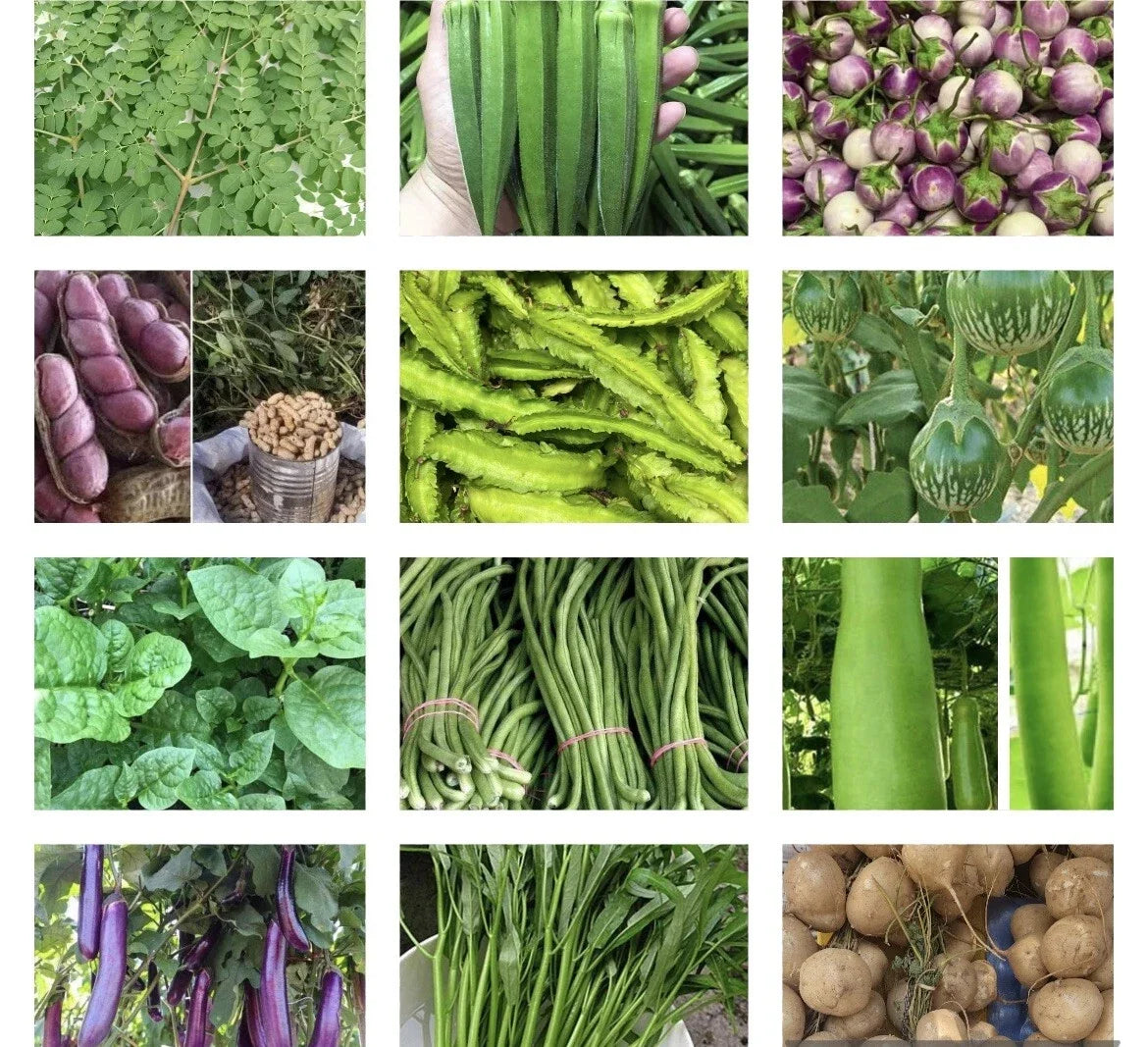 Asian Vegetable Seeds Packets – Non-GMO Variety for Home Gardening – Includes Bok Choy, Daikon Radish & More