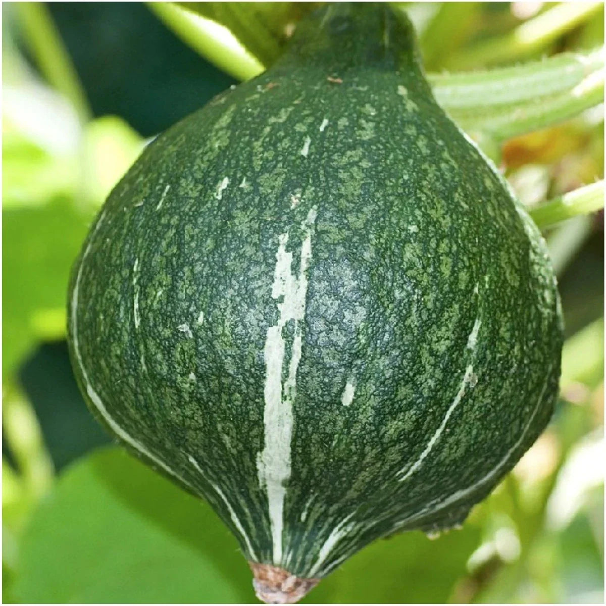 Green Hubbard Squash Seeds - 20+ Pack, Heirloom Cucurbita maxima for 2025 Vegetable Garden Planting