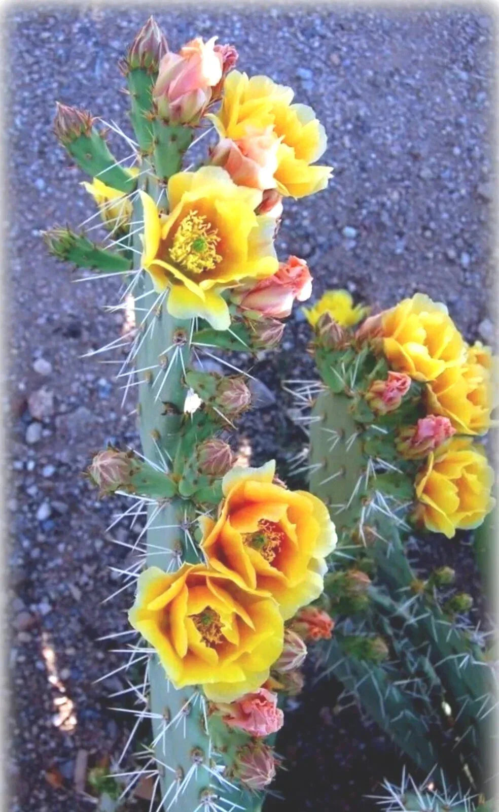 Green Prickly Pear Cactus Seeds - Opuntia lindheimeri - 20+ Seeds - USA Harvest 08/24