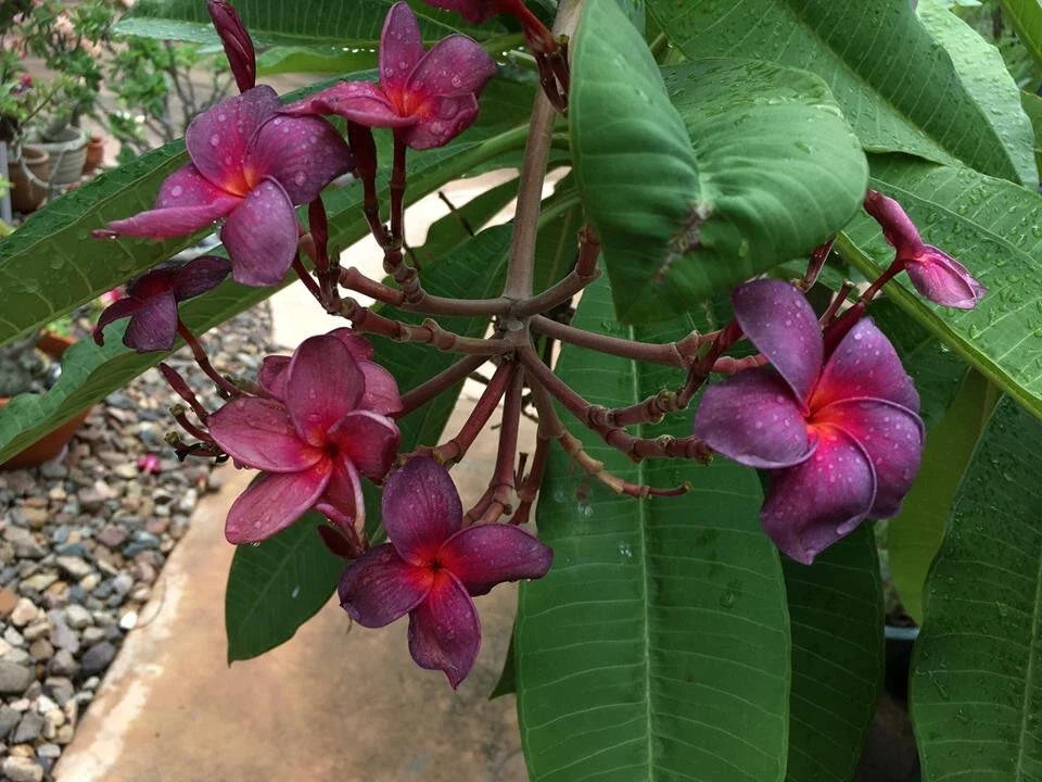 Plumeria Cutting 1 Tip Black Purple Frangipani Propagation Plant, Plumeria rubra