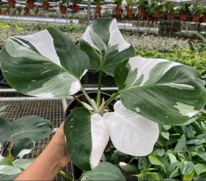 Philodendron White Princess Cutting - Variegated Leaf Node + Bonus Gift | Philodendron erubescens