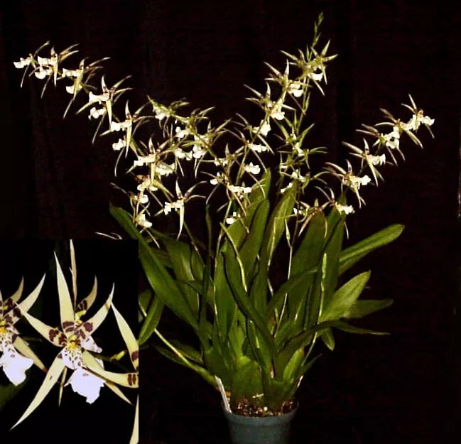 Orchid Plant Bratonia Phoenix Rising 'White Light' 3-Inch Pot, White Fragrant Blooms, Indoor Orchid, Easy Care