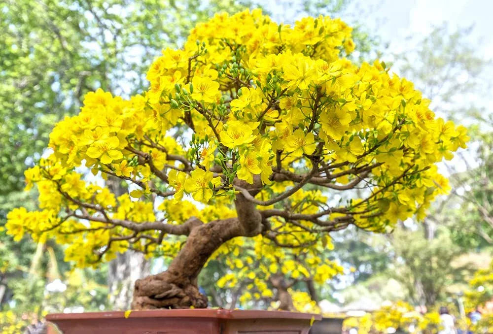 Apricot Bonsai Tree Seeds - 3 Large Prunus armeniaca Seeds with Yellow Flowers