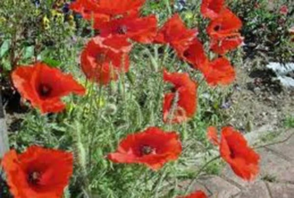 Corn Poppy Seeds Pack of 100+ | Vibrant Red Flowers | Papaver rhoeas | Wildflower Garden, Borders, Meadow