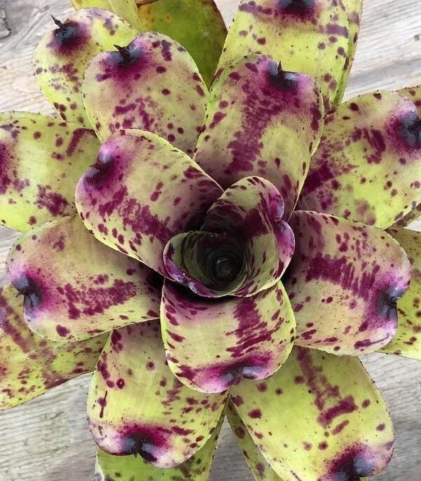 Neoregelia Blueberry Muffin Bromeliad Plant, Small Indoor Houseplant, Vibrant Blue and Purple Foliage, Tropical Decorative Plant