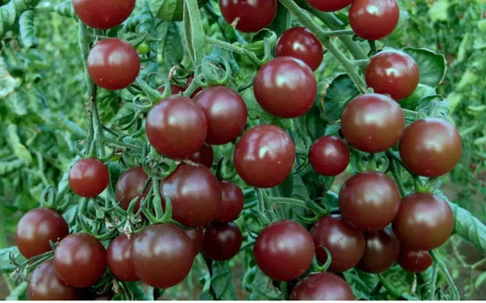 Chocolate Cherry Tomato Seeds - Heirloom, Non-GMO, 120+ Seeds, Sweet, Rich Flavor, Solanum lycopersicum, Perfect for Gardens & Containers
