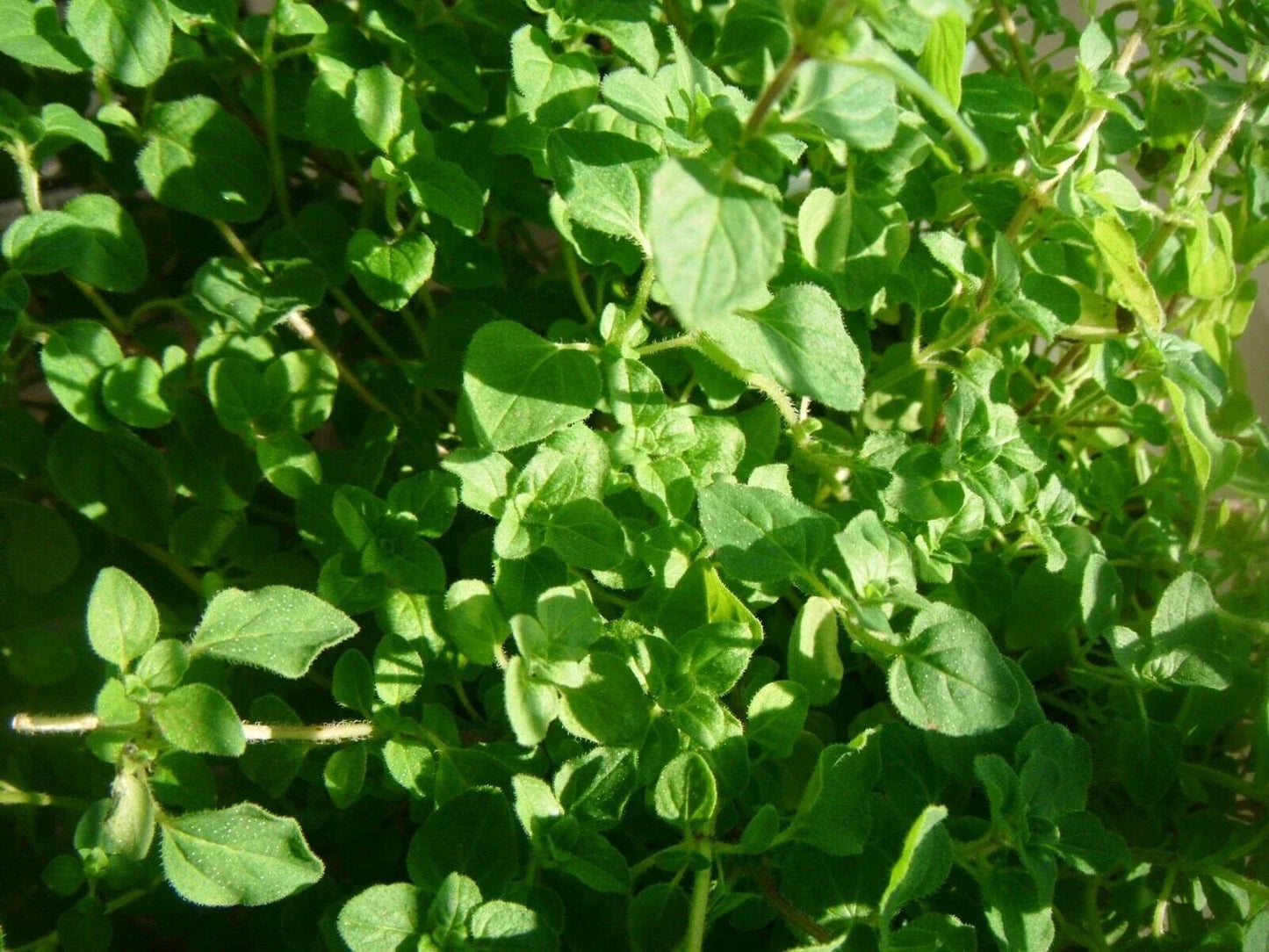 Thyme Herb Seeds - Common Variety Thymus vulgaris | High Germination, Tracking Included