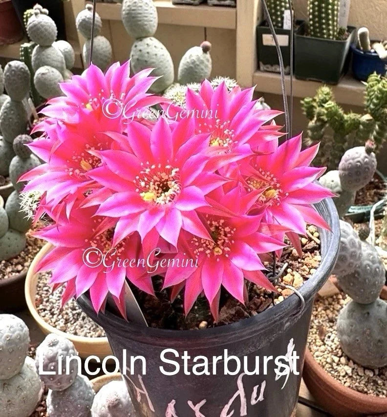 Peanut Cactus Plant - Lincoln Stardust Hybrid - Rooted Succulent in Biodegradable Pot - Chamaecereus silvestrii x hybrid
