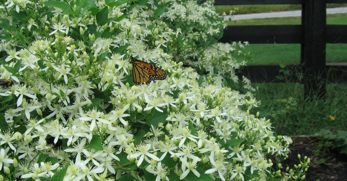 Sweet Autumn Clematis Plant - 1-Year Roots, Virginsbower Clematis, Fragrant White Flowers, Climbing Vine, Clematis paniculata