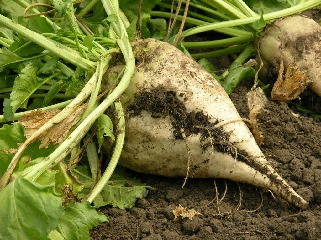 Organic Sugar Beet Seeds - Beta vulgaris - 100 Pack for Home Gardening & Farming