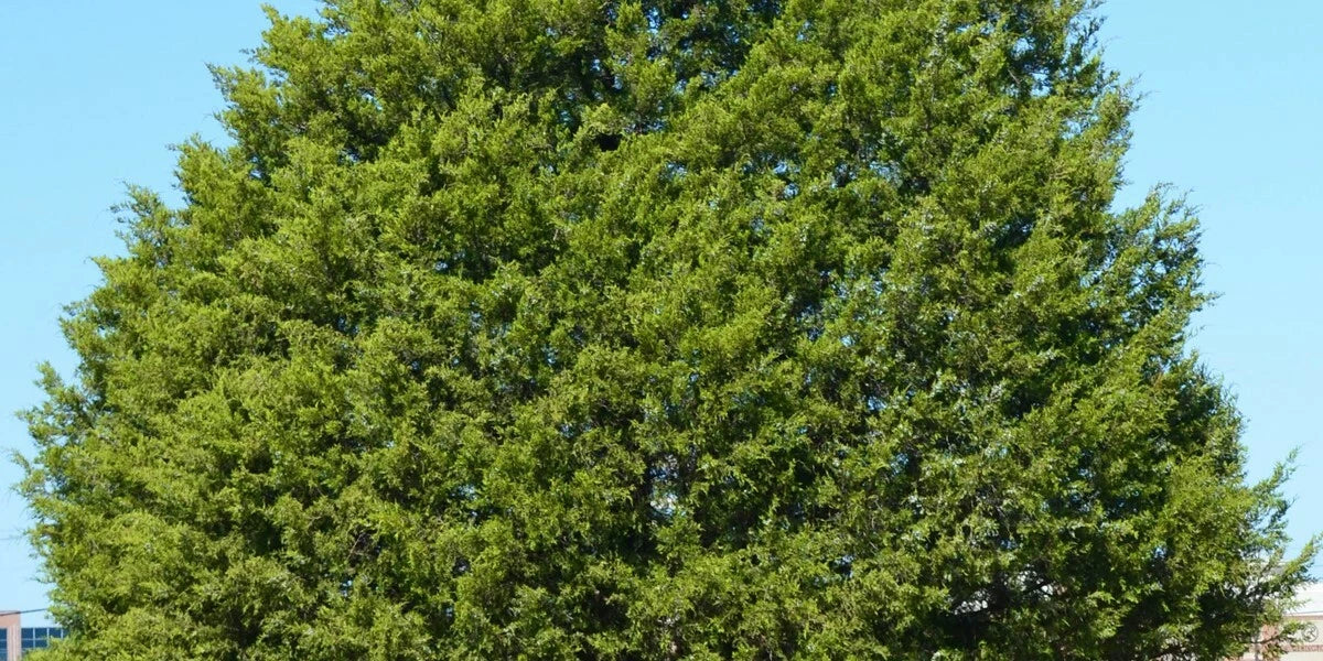 Eastern Red Cedar Tree Set of 2 Bare Root 12-18 Inch Juniperus virginiana Evergreen Conical Shrubs