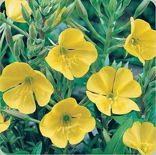Yellow Common Evening Primrose Seeds - 2000+ Oenothera biennis Perennial Herb for Gardens & Pollinators