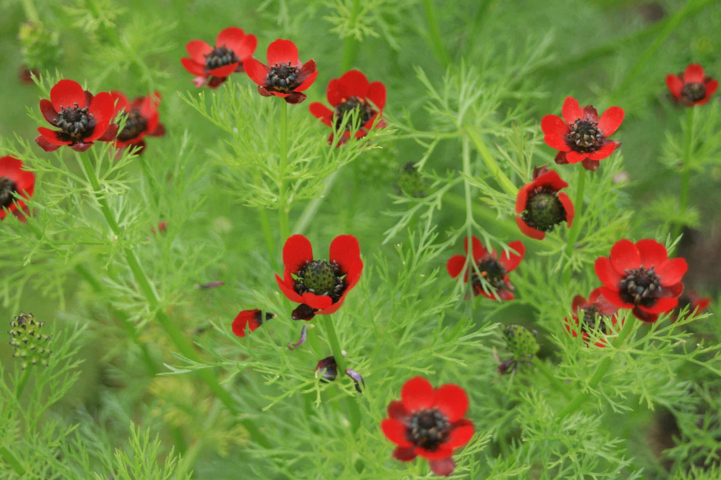 Pheasant's Eye Seeds - 80 Seeds - Annual Red Flowers - Adonis annua - GroCo USA
