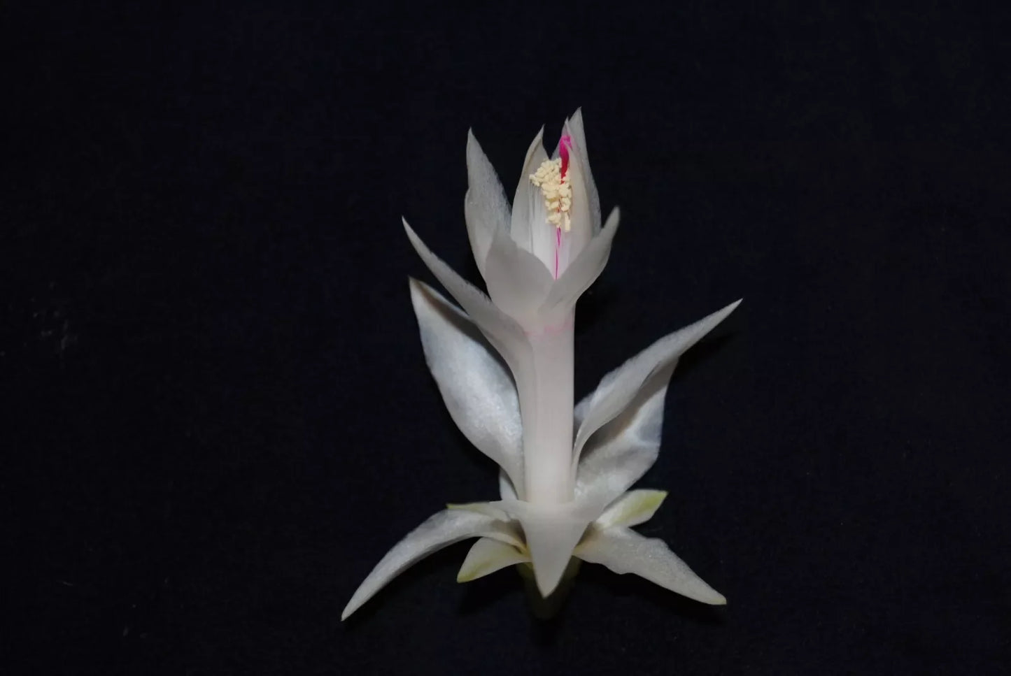 Christmas Cactus Starter Plant - Small Schlumbergera Truncata Indoor Plant for Gifting and Home Decor