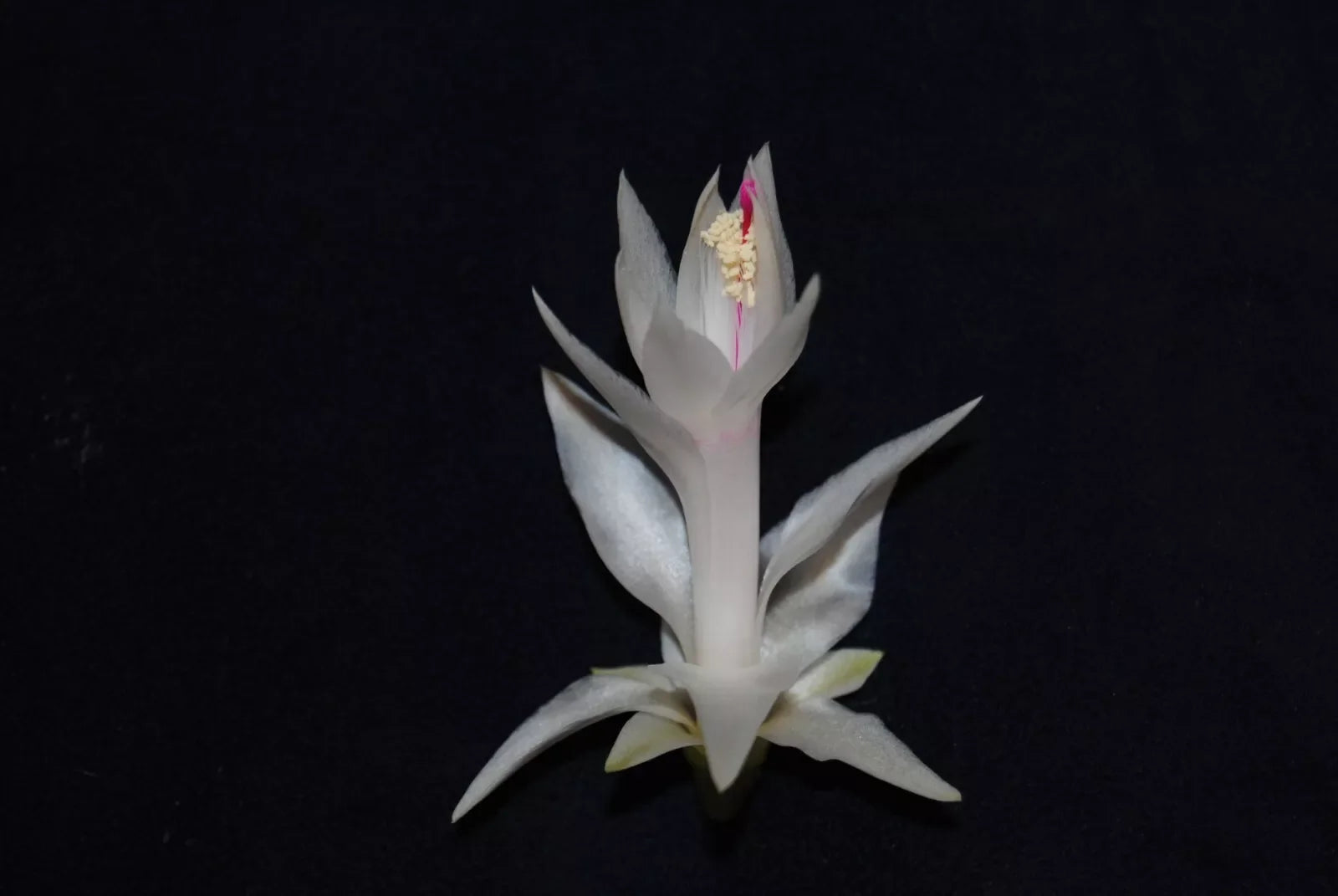 Christmas Cactus Starter Plant - Small Schlumbergera Truncata Indoor Plant for Gifting and Home Decor