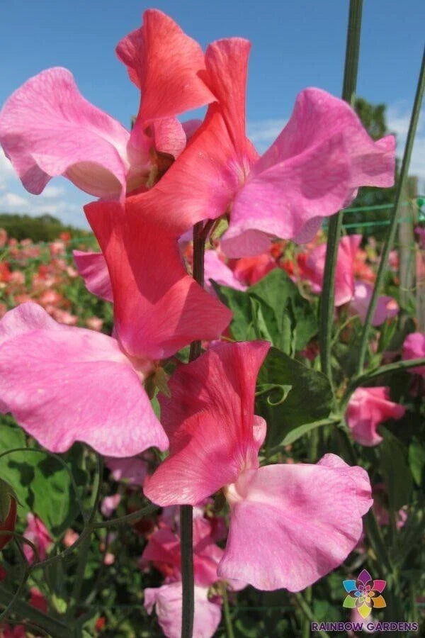 Duo Salmon Sweet Pea Seeds – Lathyrus odoratus Climbing Vine for Garden, 50 Seeds, Fragrant, Spring Bloom, USA